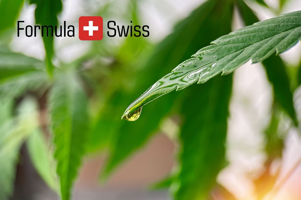 Cannabisdråbernes sejrsgang: Formula swiss erobrer danmark