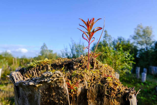 Grüne visionen: Wie nachhaltiges bauen unsere städte verändert